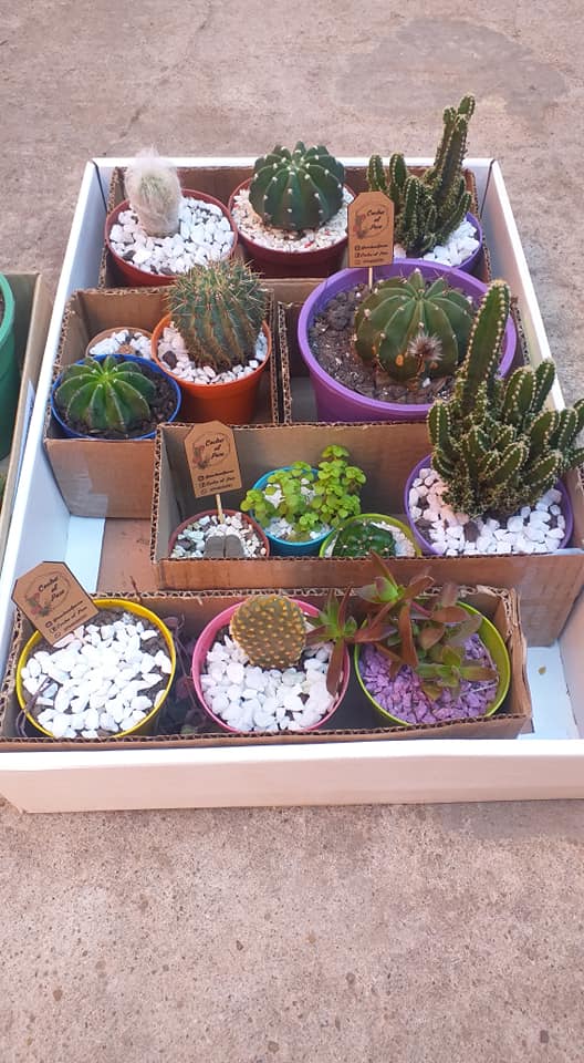 COMPRAS: Cactus al Paso
